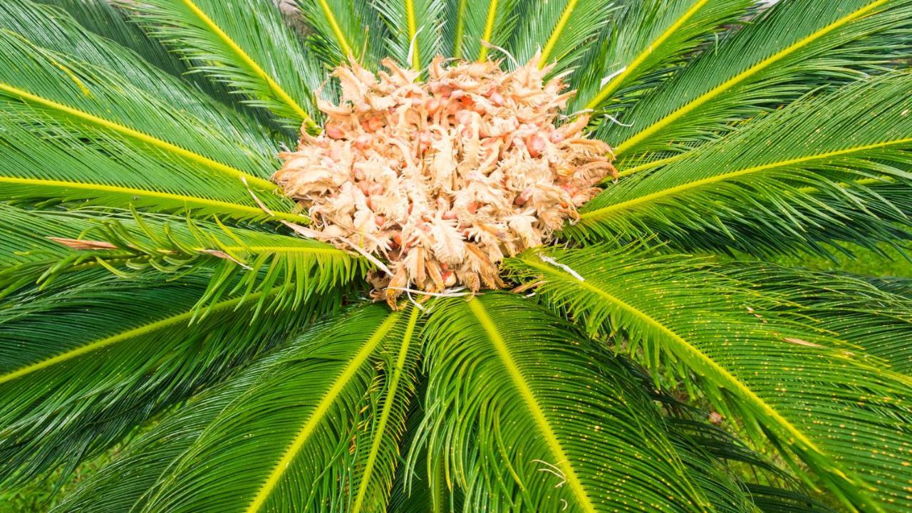 Appartamento Quinta do Torcaz Horta  Esterno foto