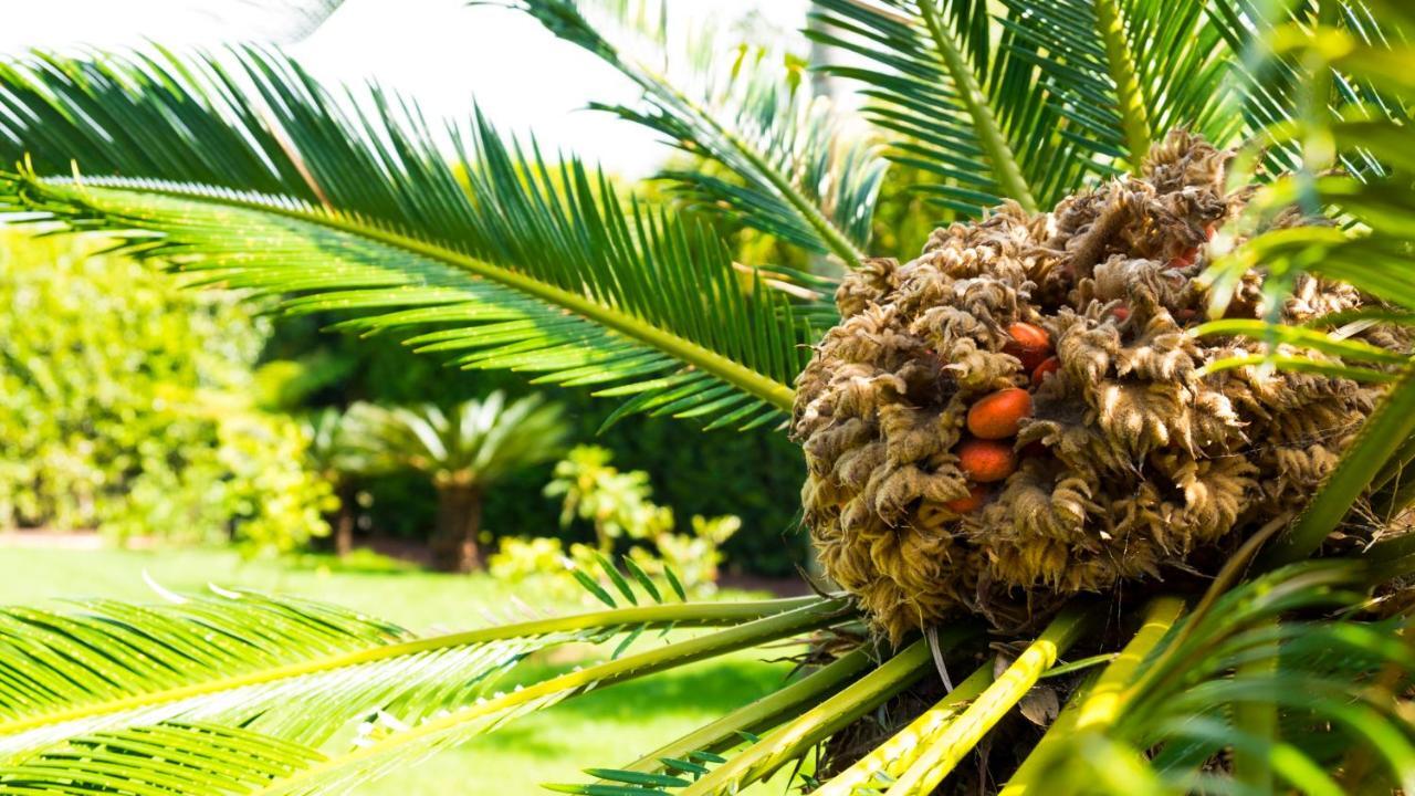 Appartamento Quinta do Torcaz Horta  Esterno foto
